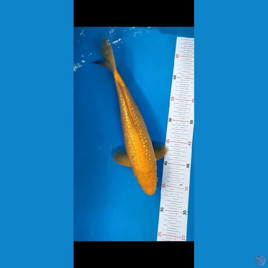 KARASI GINRIN 34cm