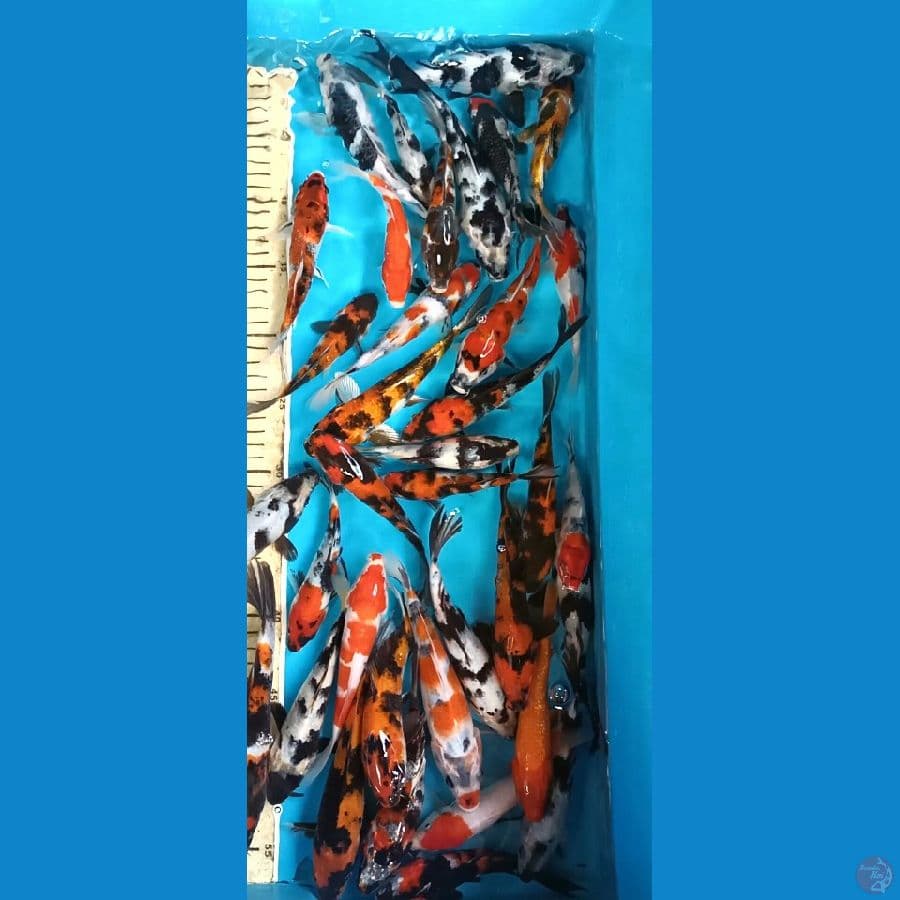Mix 15 bu , 35 ekor