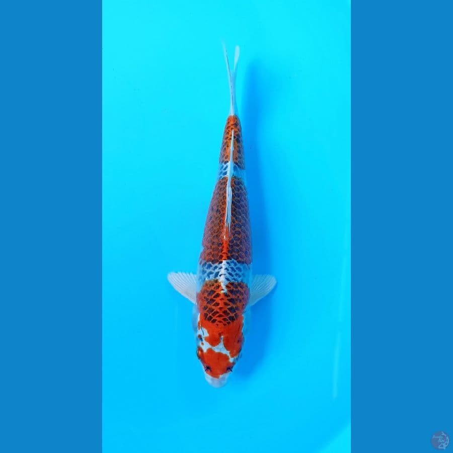 kujaku 27cm