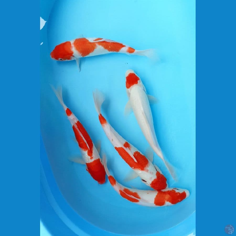 paket kohaku 27/34cn