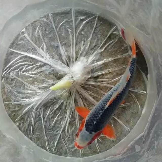 asagi 28cm