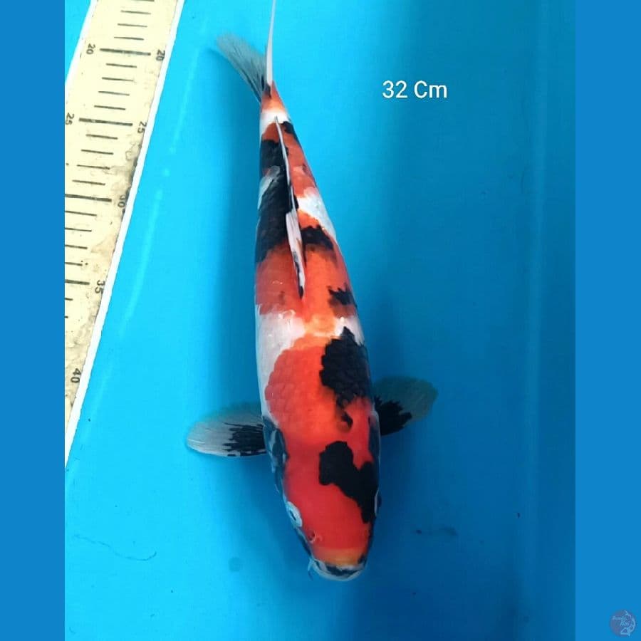 Showa Male 32 Cm