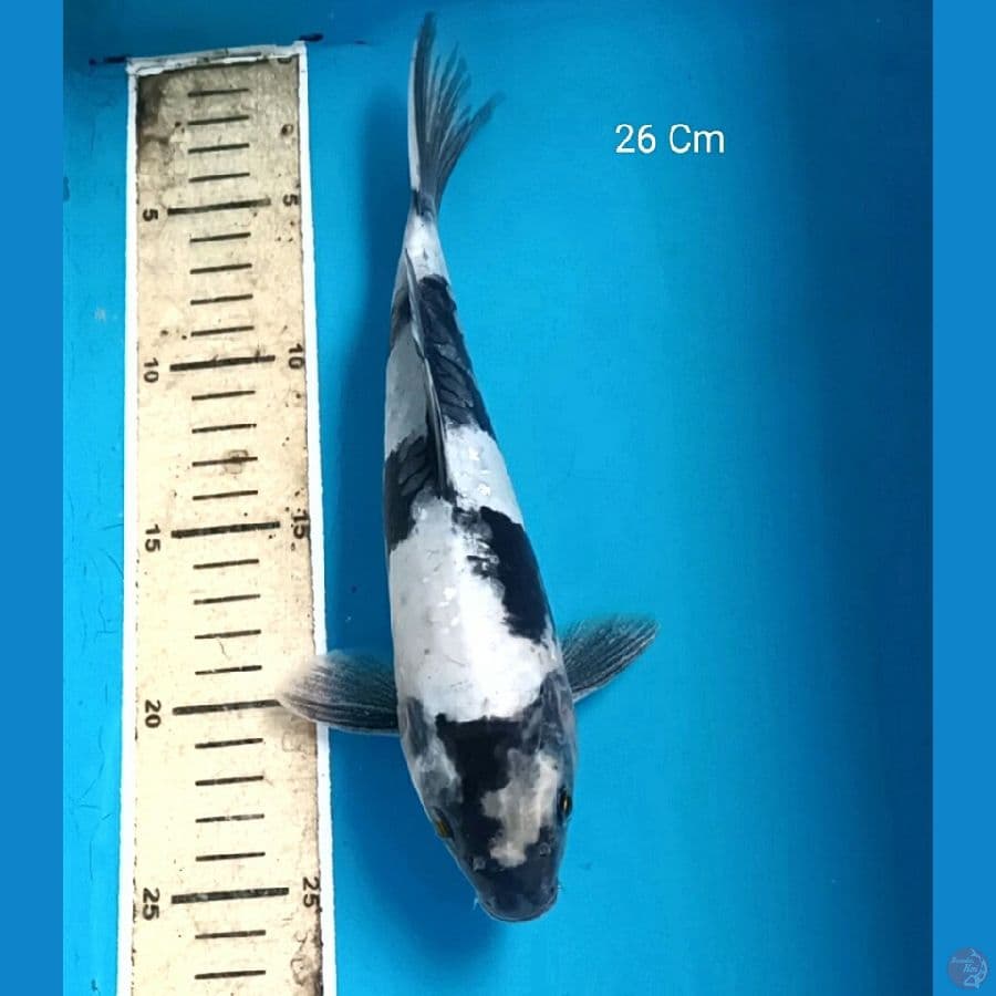 Shiro Aragoke 26 Cm