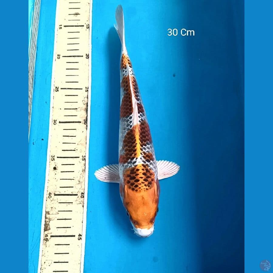 Kujaku 30 Cm
