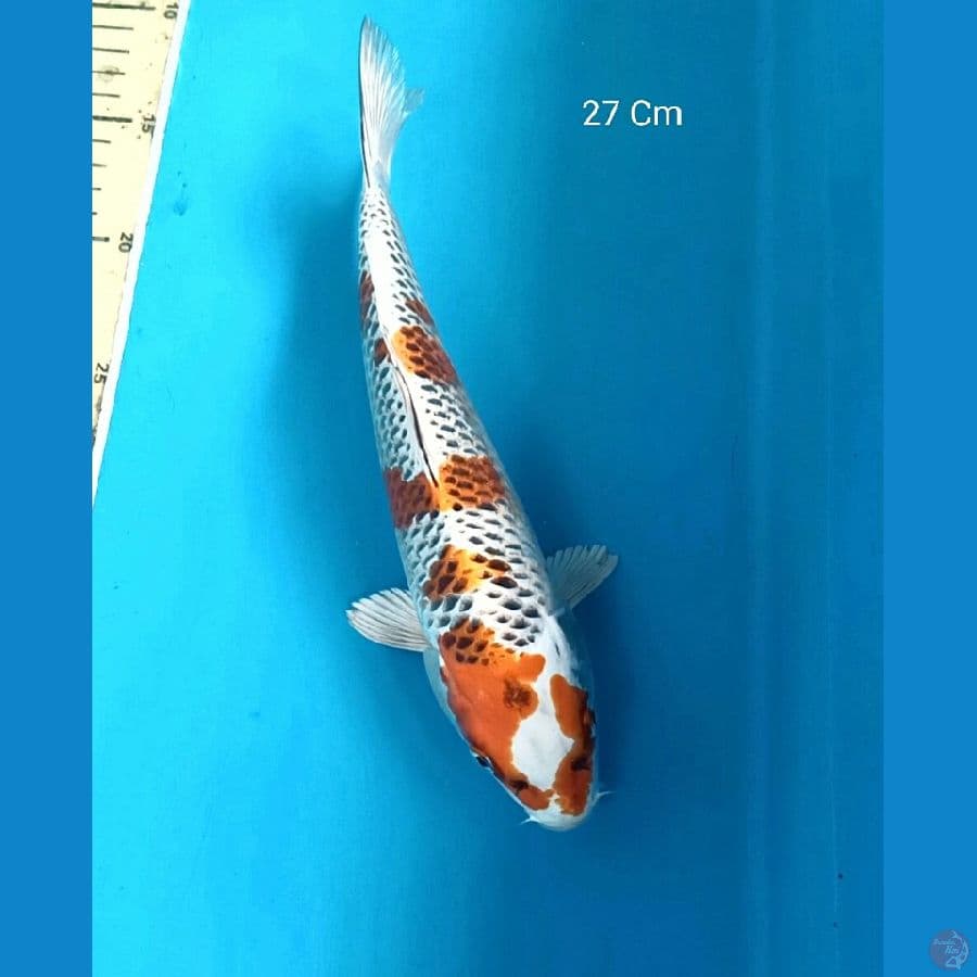 Kujaku 27 Cm