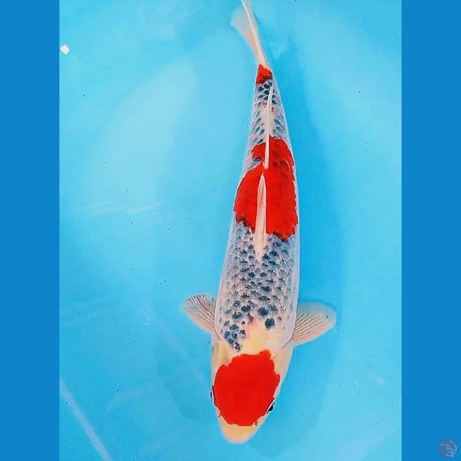 Goshiki maruten strong male 37 cm