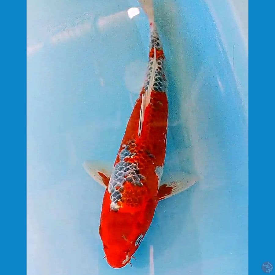 goshiki red strong 34 cm