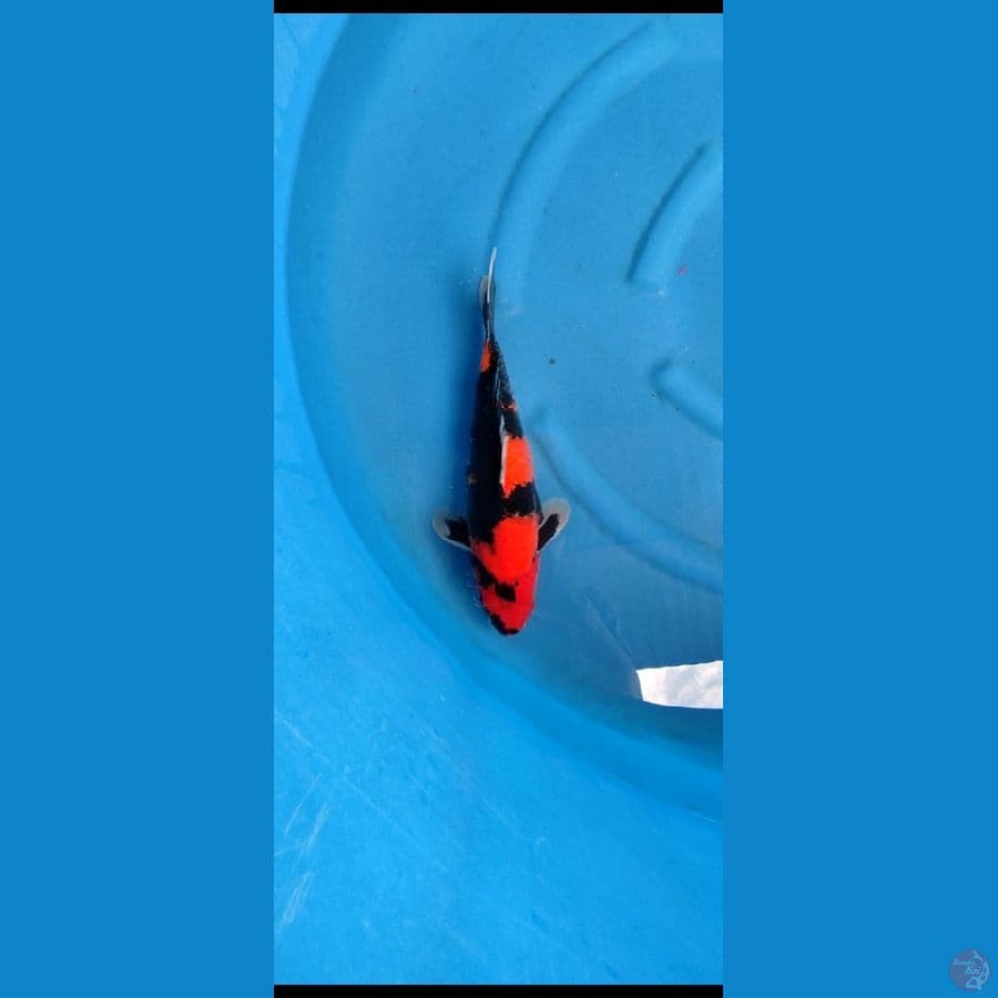HISHOWA 35 CM JANTAN