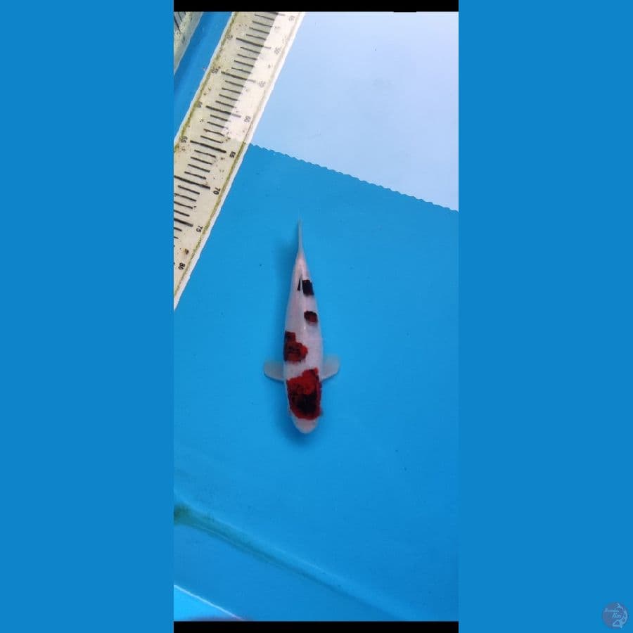 GOROMO 22 CM HQ