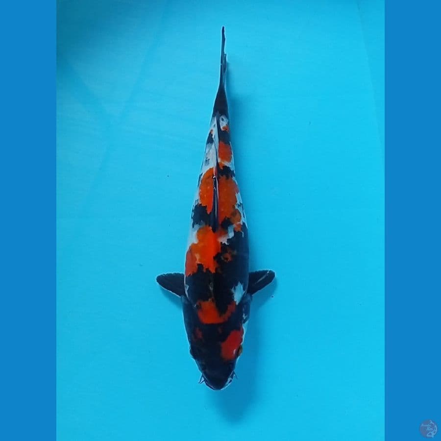 31 cm