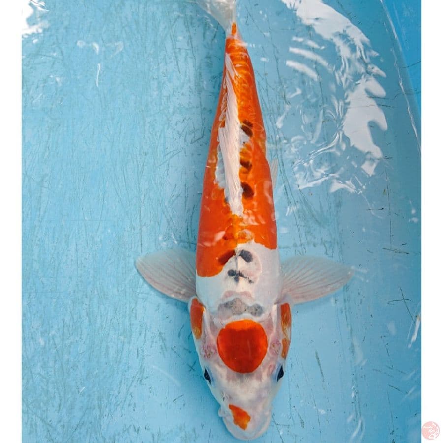 M BENIKIKO 37 CM