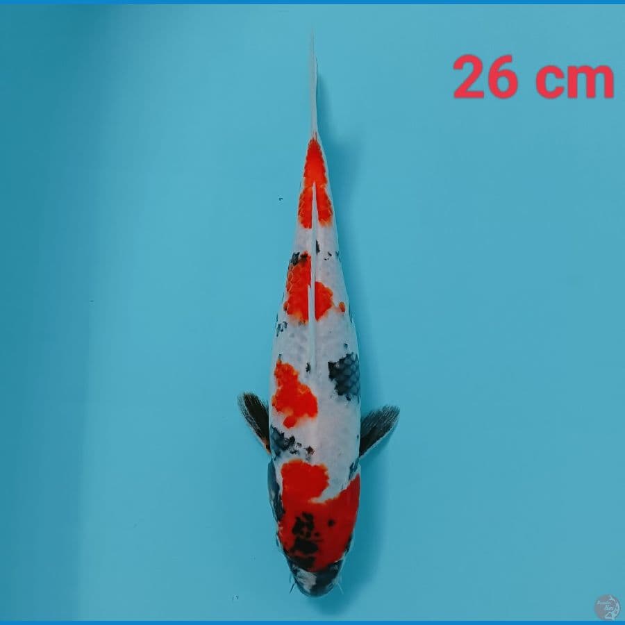 showa 26 cm