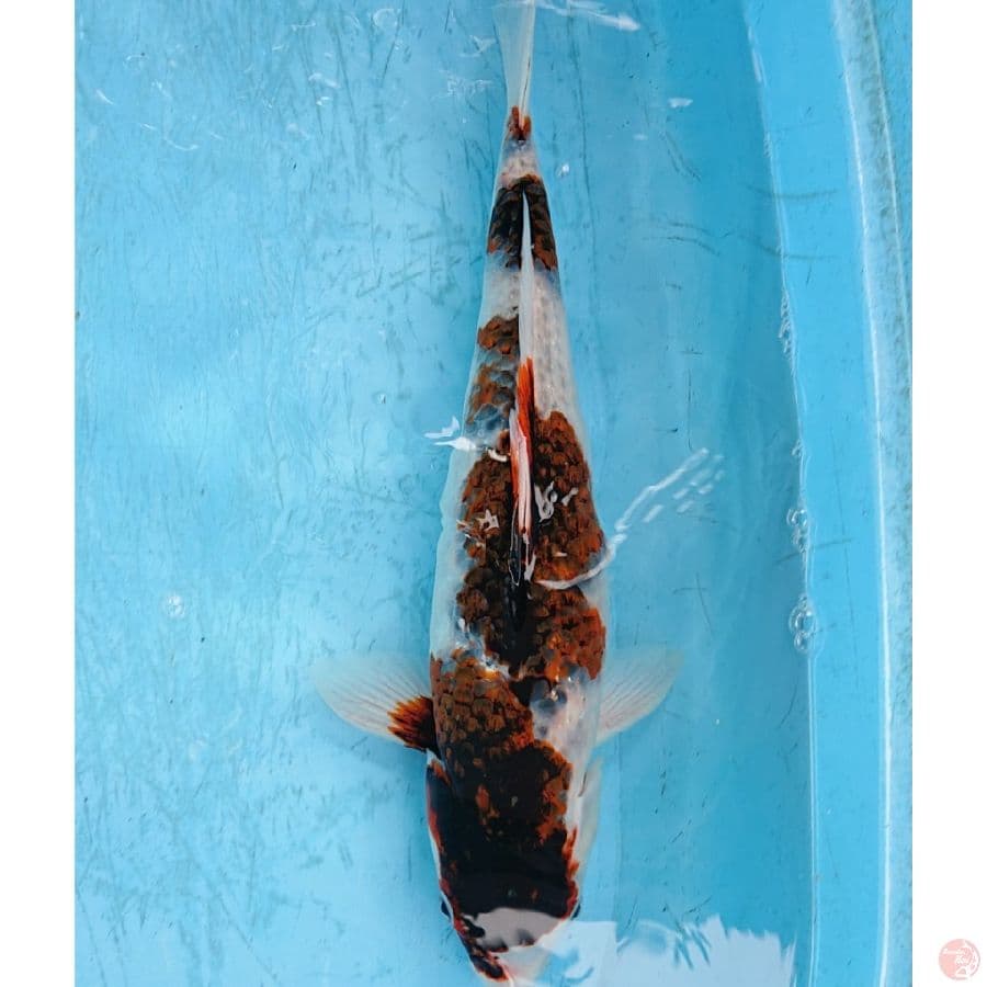 JUMBO GOROMO 43 CM