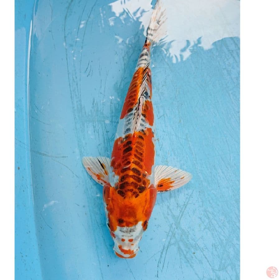 DOITSU KUJAKU 35 CM