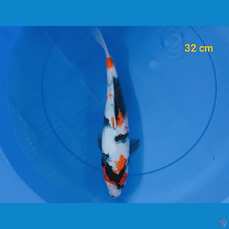 showa 32 cm