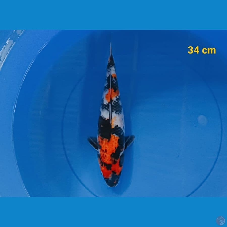 showa 34 cm