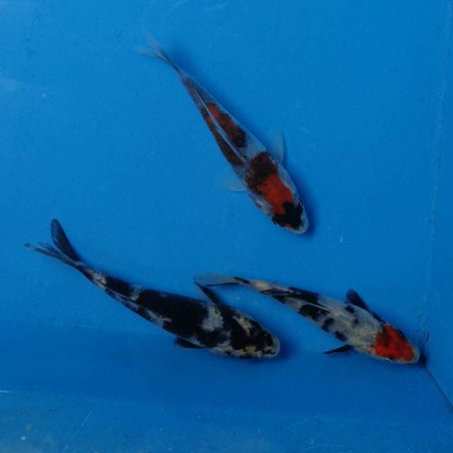 Mix Tancho Showa, Showa, Shiro F1