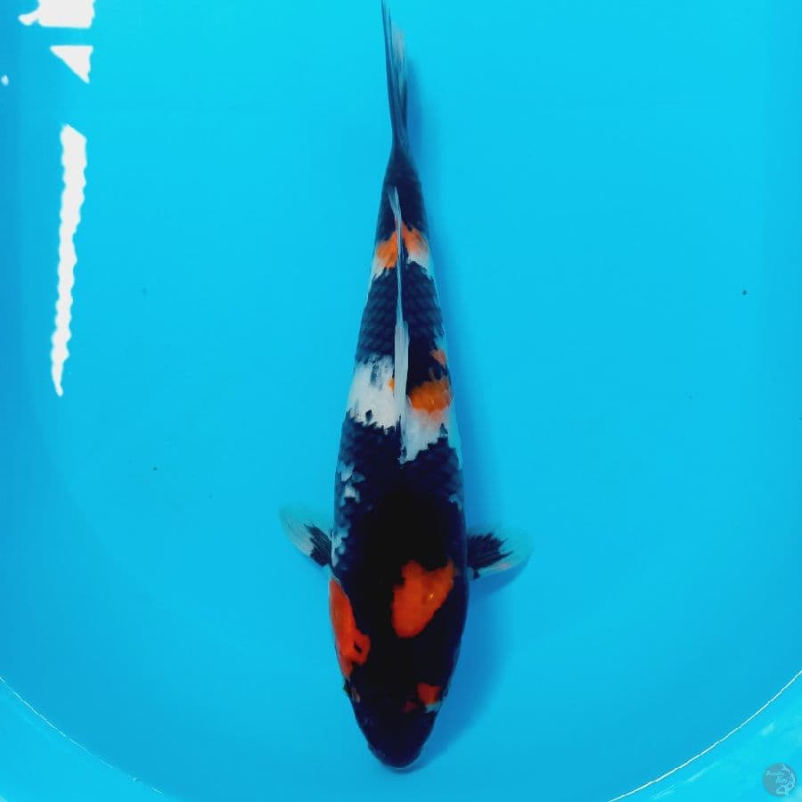SHOWA 32 CM