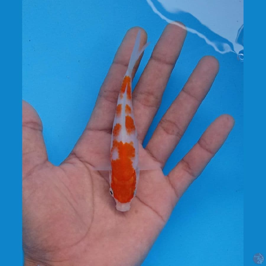 mini 13.Cm