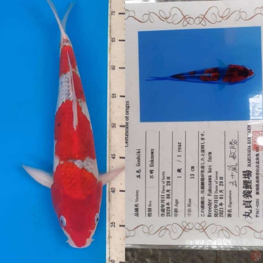 Goshiki "Fukusawa" + certi 40bu (import)
