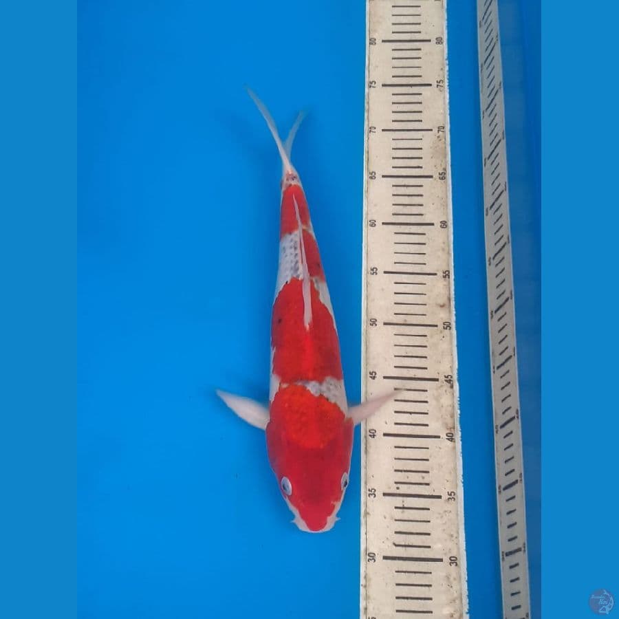 Goshiki "Fukusawa" + certi 40bu (import)
