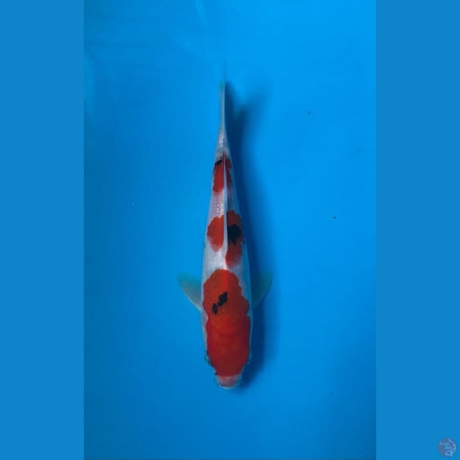 sanke 21cm