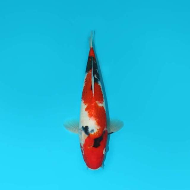 32 CM - SHOWA