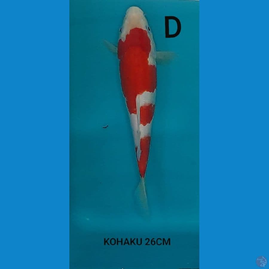 KOHAKU STRONG