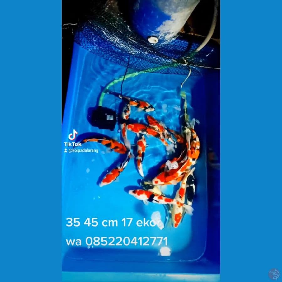 35 45 cm 17 ekor