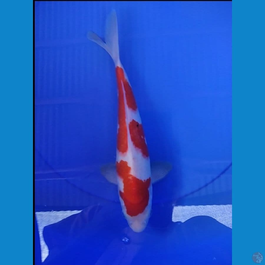 KOHAKU HQ 33 CM