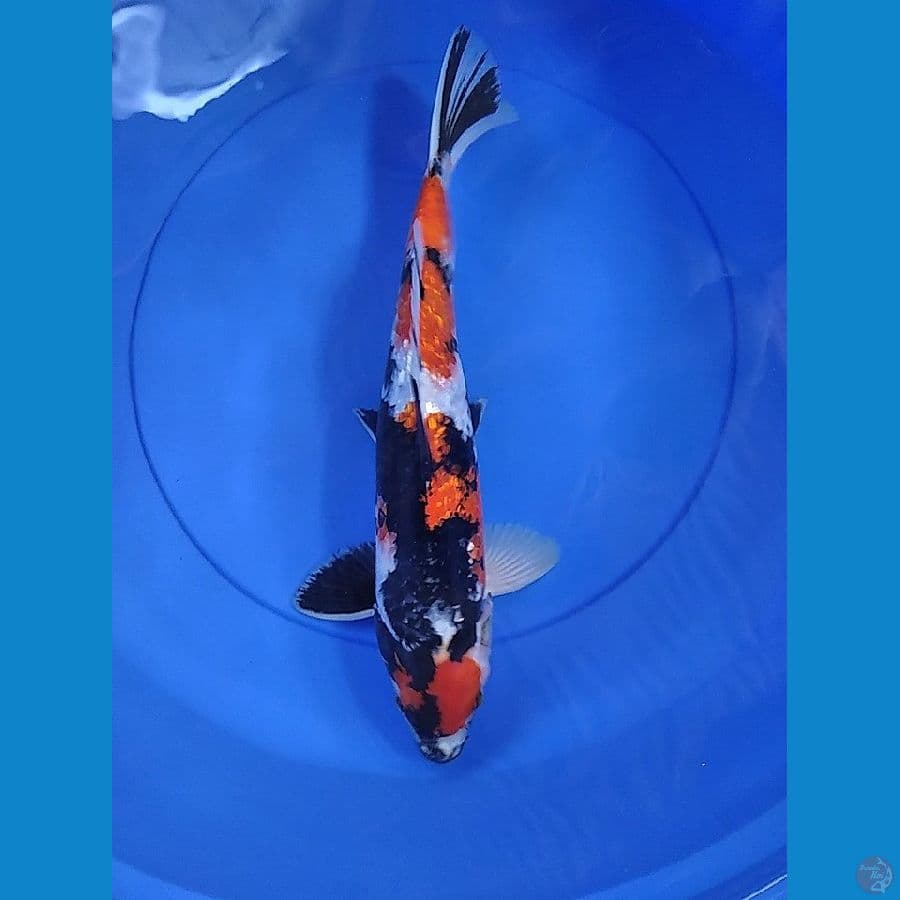 MARUTEN SHOWA GINRIN 39 cm