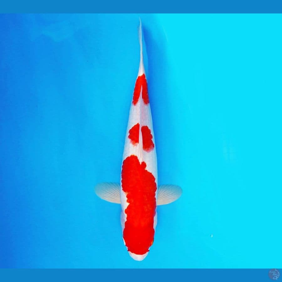 HAYABUSA 1 - Kohaku 33 cm/male ®
