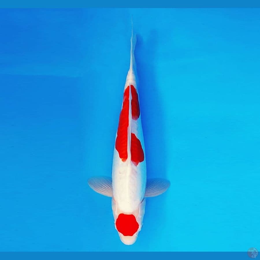 HAYABUSA 9 - Kohaku 33 cm/male ®