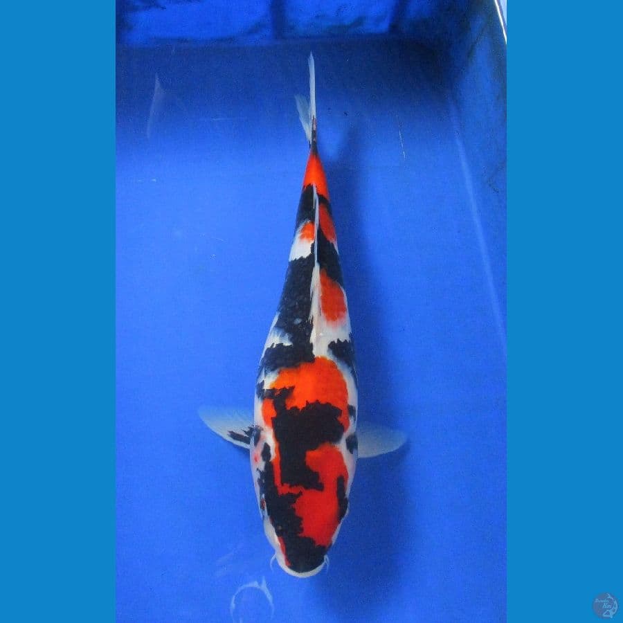 showa ±35cm stronge
