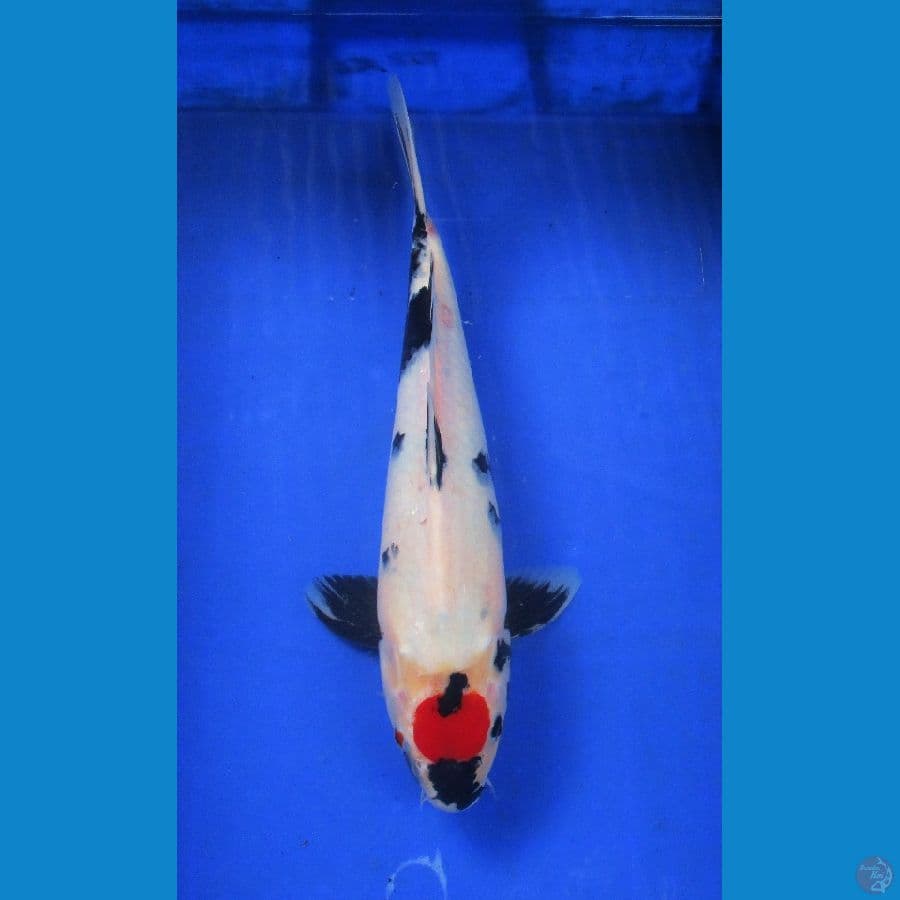 tancho ±36cm hq