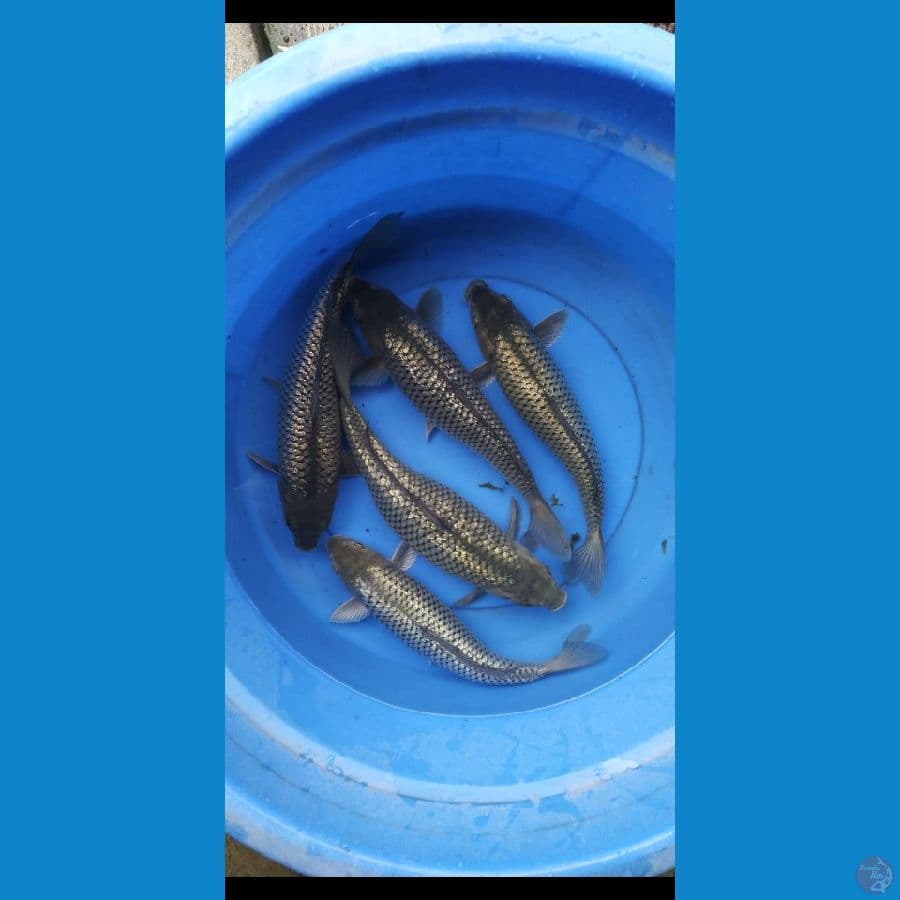 black diamond ginrin punuk 34-35cm