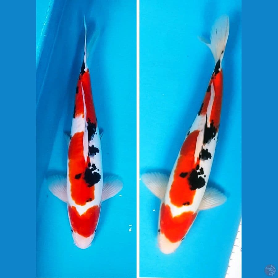 Doitsu Sanke 34cm Male