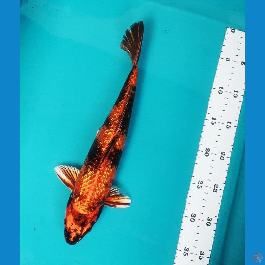 Kin Utsuri Ginrin 33cm Male