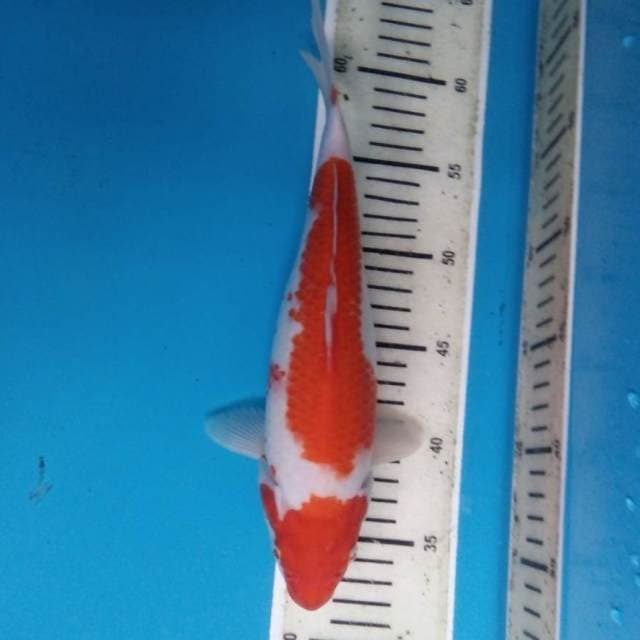 Kohaku