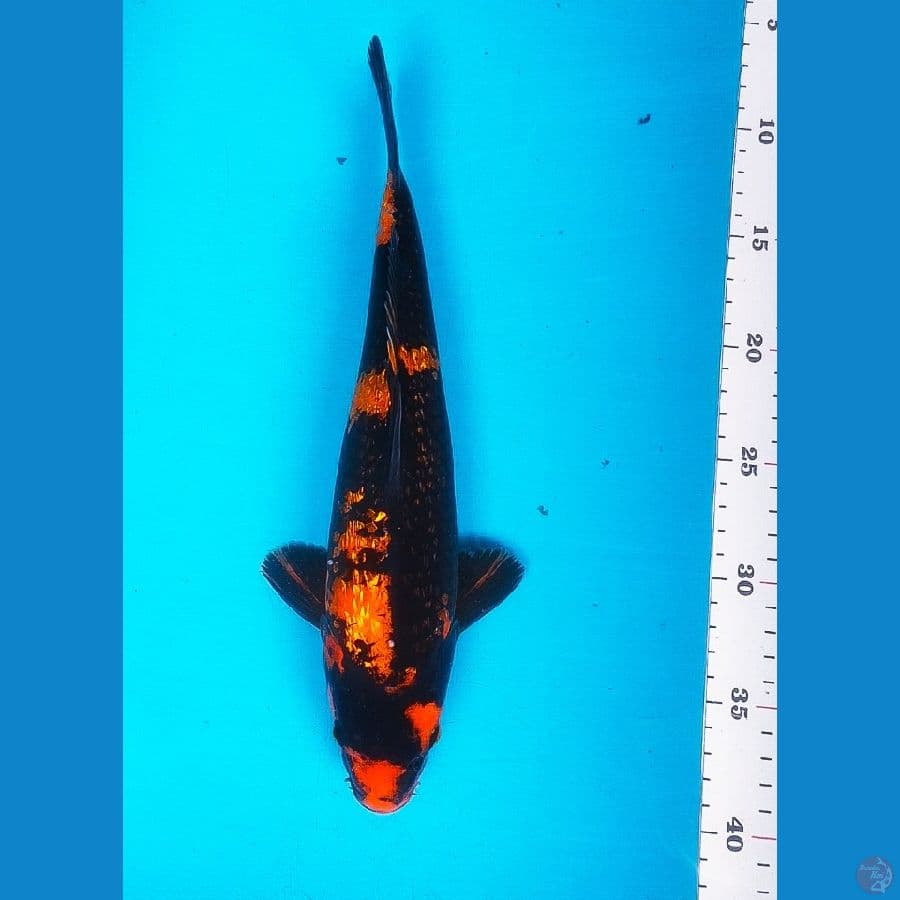 Hi Utsuri Ginrin 30cm Male