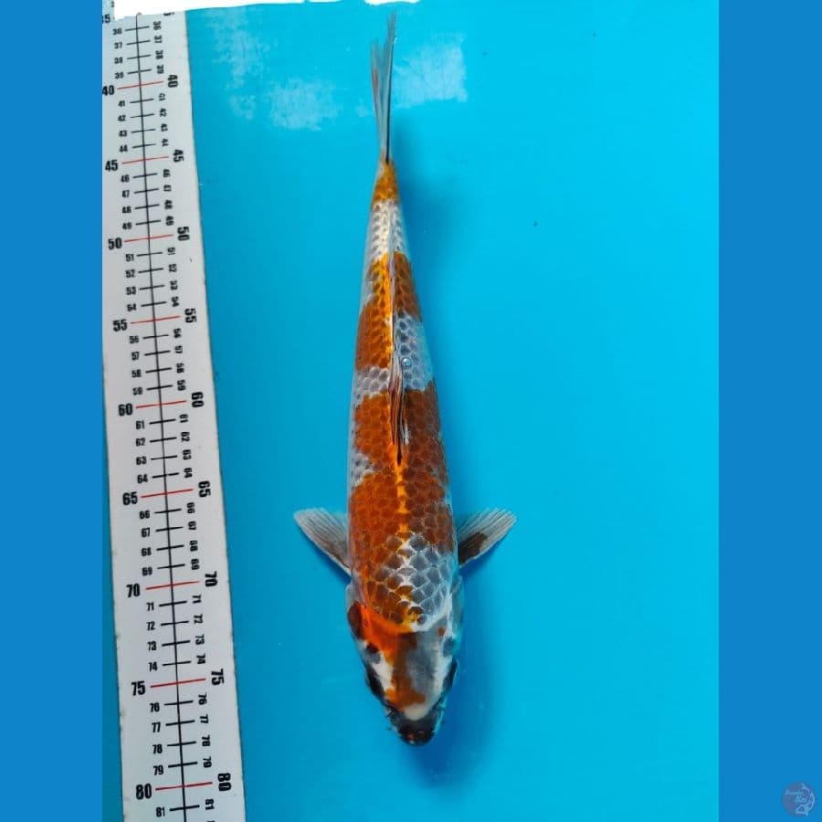 kagone ochiba msle 35cm