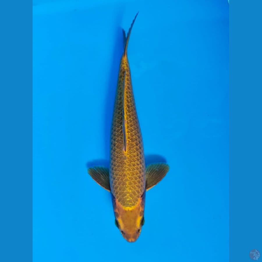 caramel male 33cm