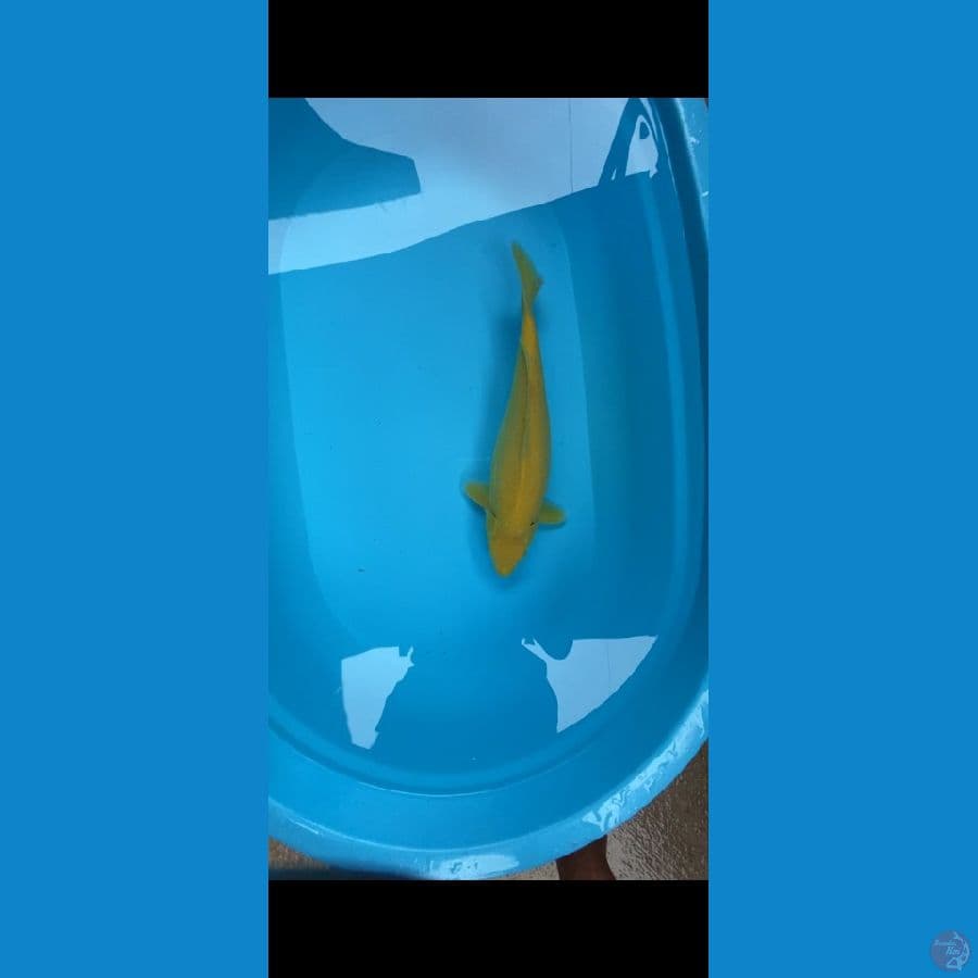 Karasi Lemon 35cm