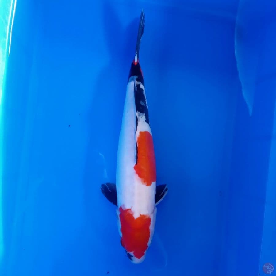 KANSAI - DOITSU SHOWA FEMALE 42CM