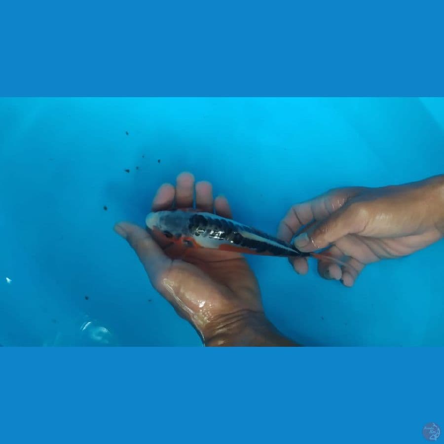 shusui 15 cm