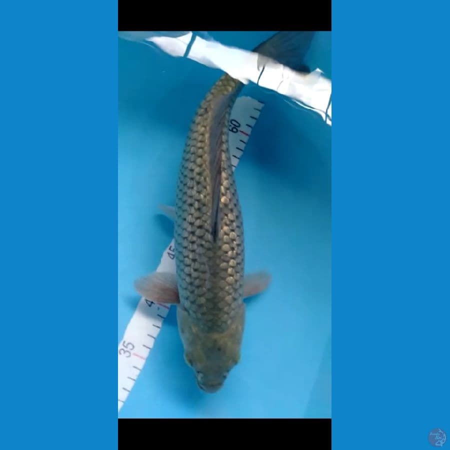 Soragoi full ginrin F 37cm