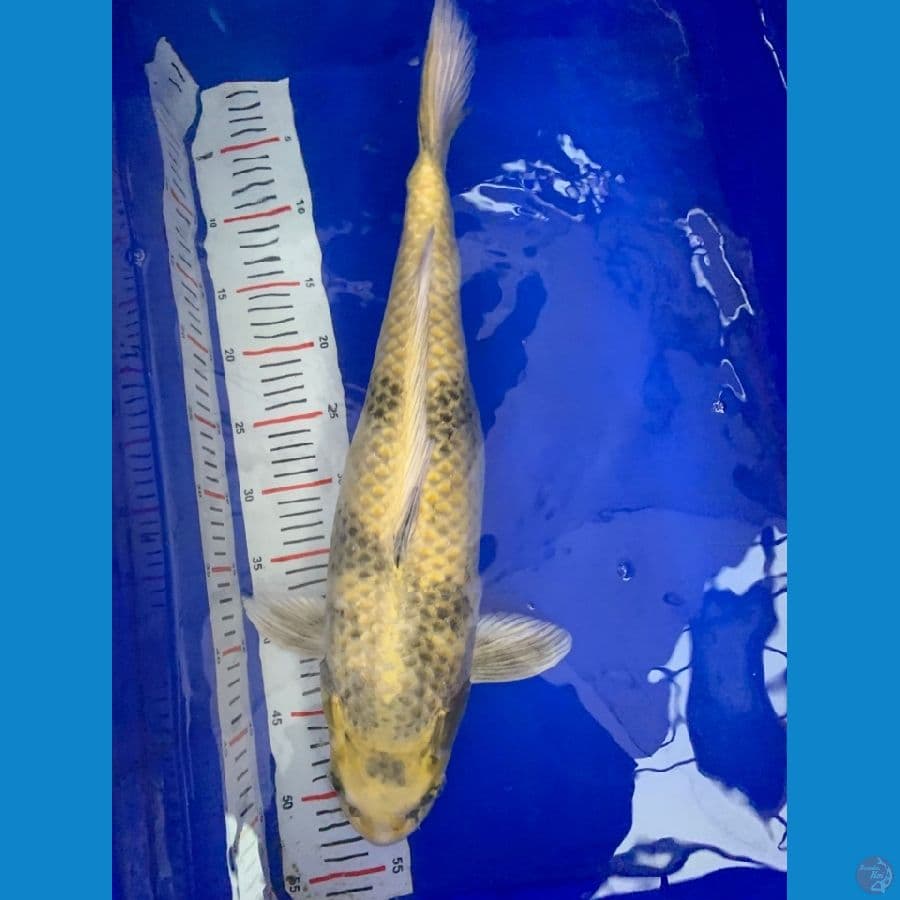 kinkiutsuri 55cm