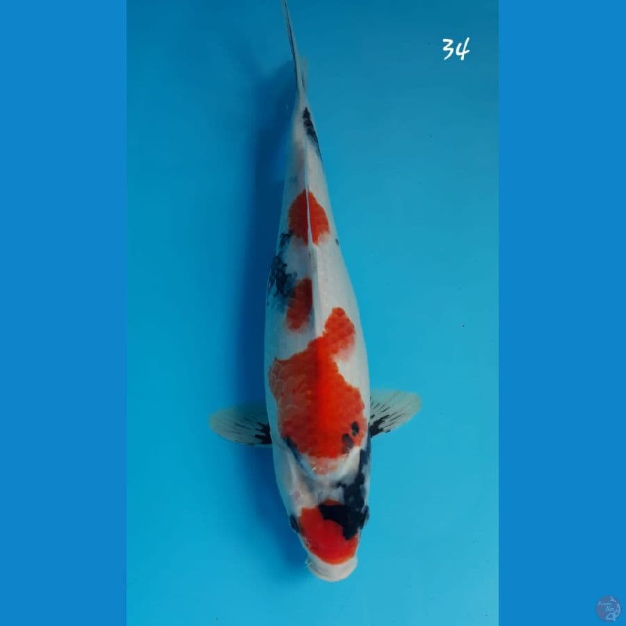 Showa 34cm