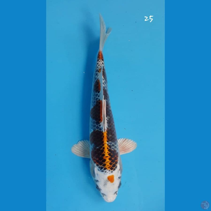 Kujaku 25cm