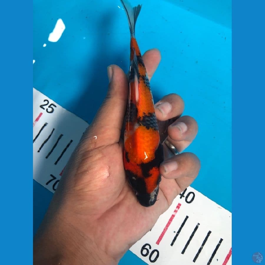 Showa 15 cm